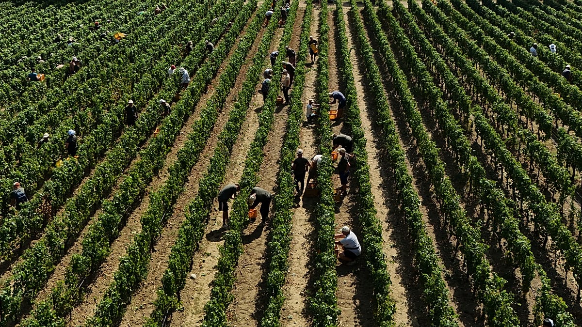 Italian thieves steal €5m wine haul from Antinori in Tuscany