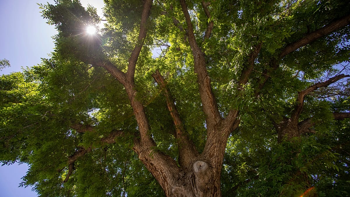 Italy's monumental trees: from Etna's chestnut to Sardinia's ancient olive
