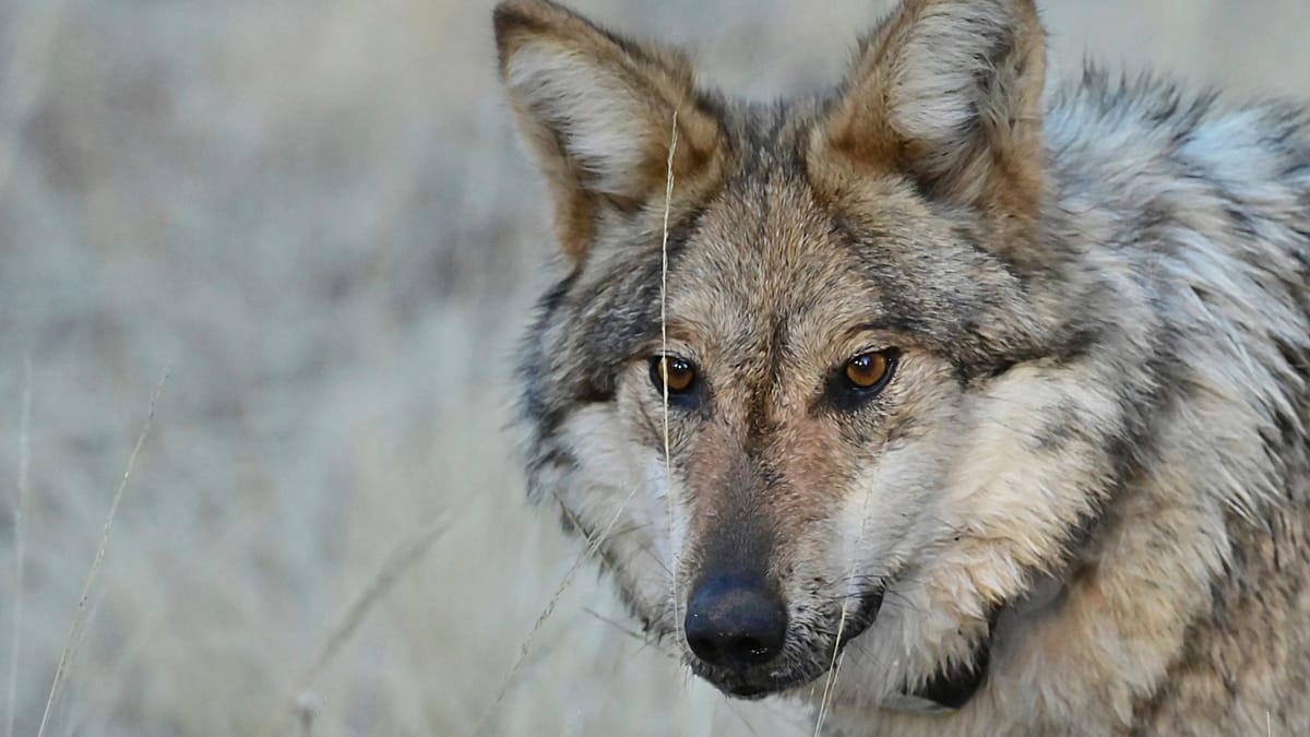 Italy's wolf comeback: living alongside a growing predator
