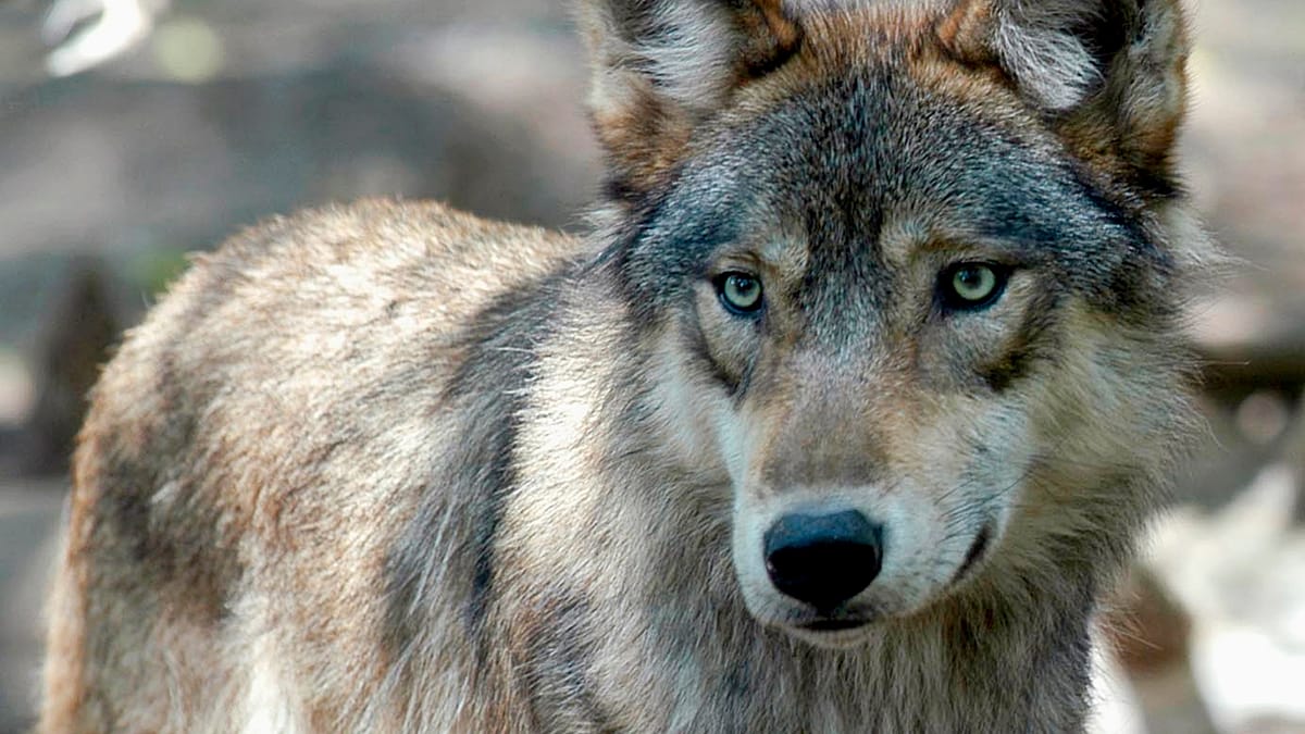Italy steps up wolf tracking after spate of attacks in Puglia