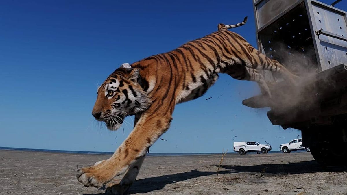 Kazakhstan releases first tiger into wild 70 years after local extinction