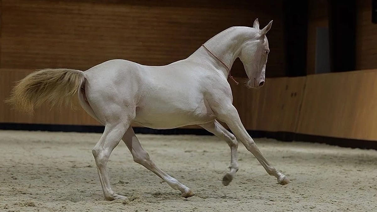 Kazakhstan's Rare 'Satin' Horse Becomes Emblem of National Renewal