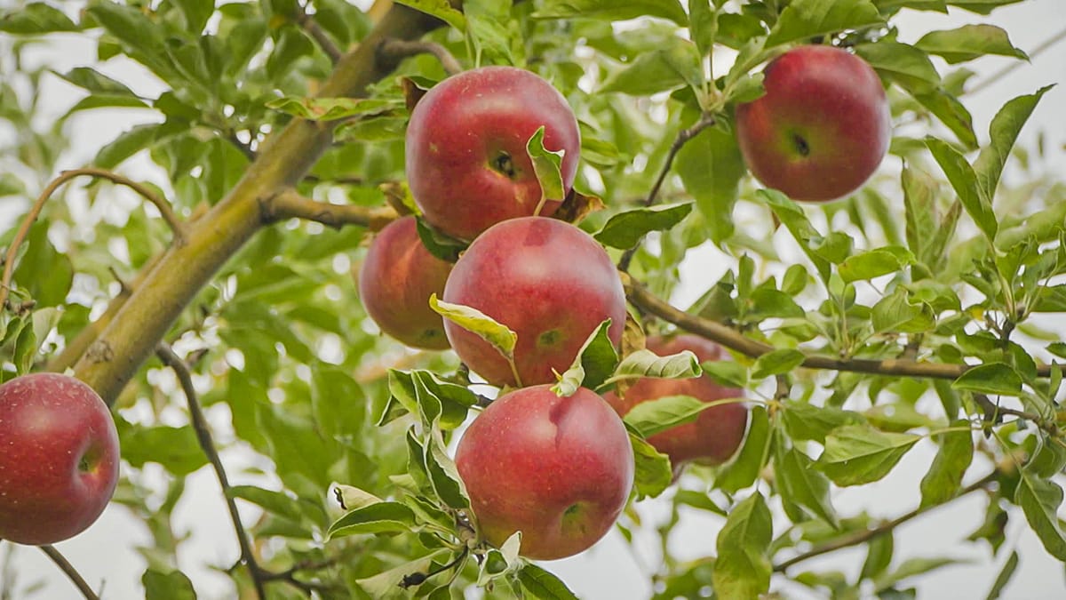 Kazakhstan's wild apple forests: the true origin of the world's favourite fruit