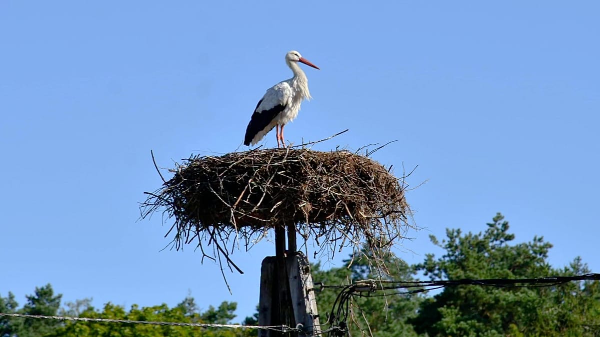 Krutek the stork begins 5,000 km autumn migration to Africa