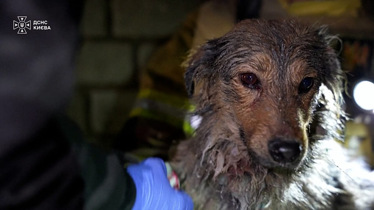 Kyiv firefighters rescue dog from rubble after Russian strikes kill one