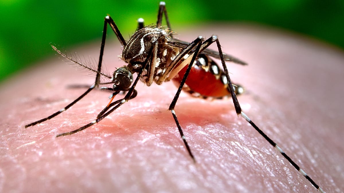 Lisbon releases 30,000 sterile mosquitoes to curb disease vector