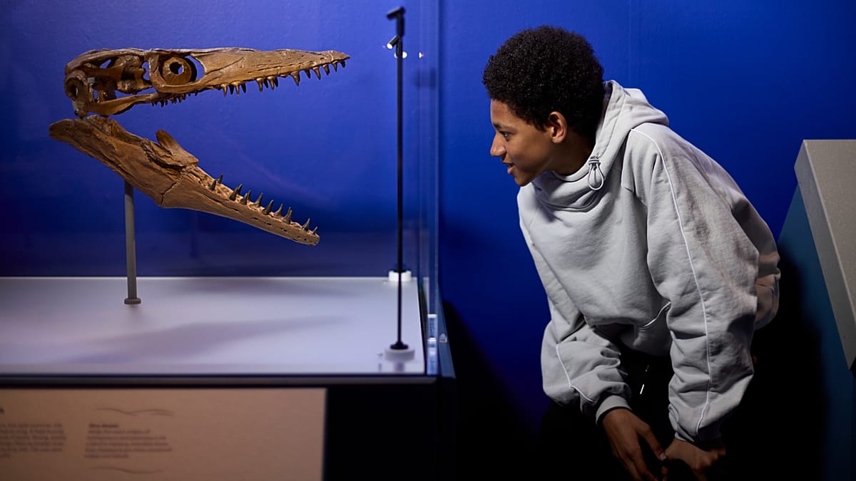 London's Natural History Museum Dives Into Jurassic Oceans and Climate Lessons