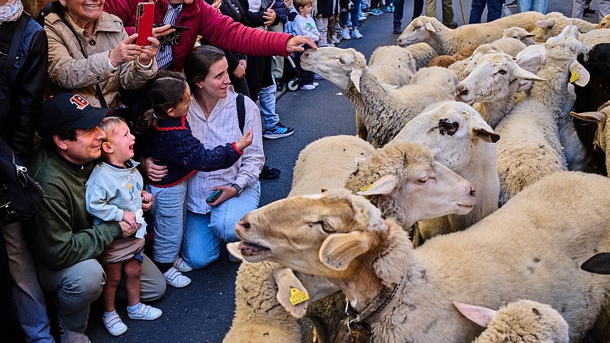 Madrid's streets fill with sheep as transhumance festival returns