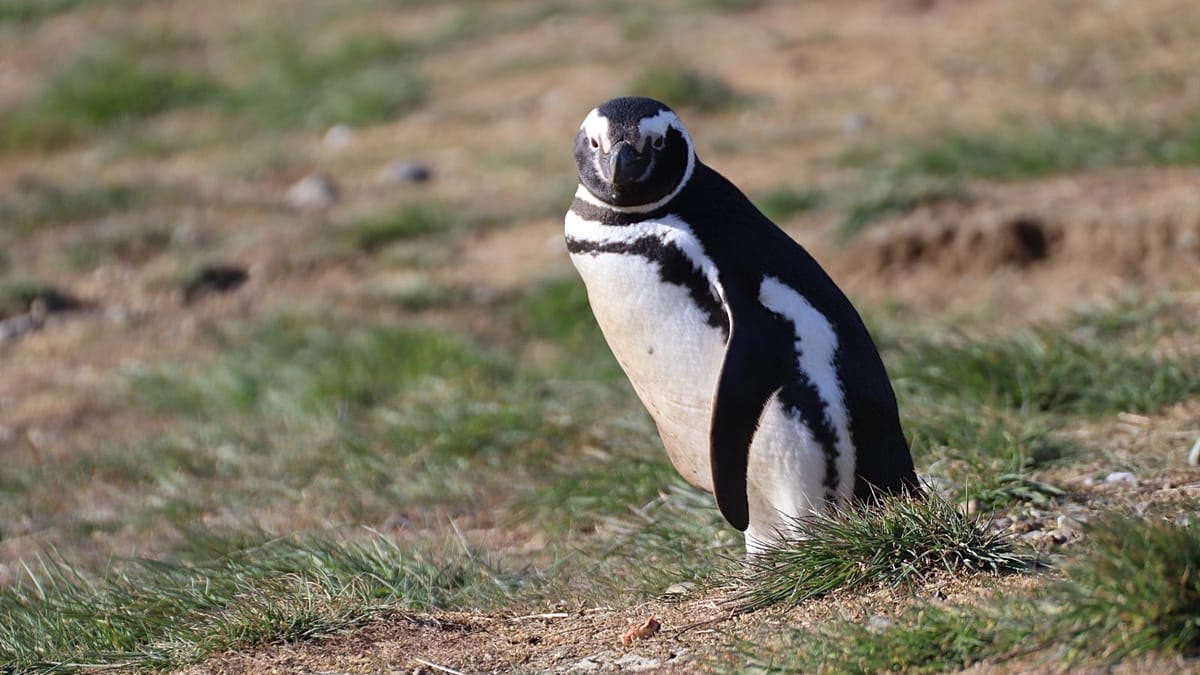 Magellanic Penguins Reveal Global Spread of Replacement PFAS