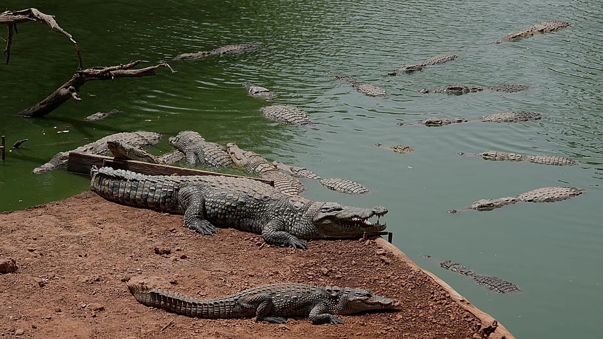Man Arrested After Toddler Found in Crocodile Enclosure at UK Zoo