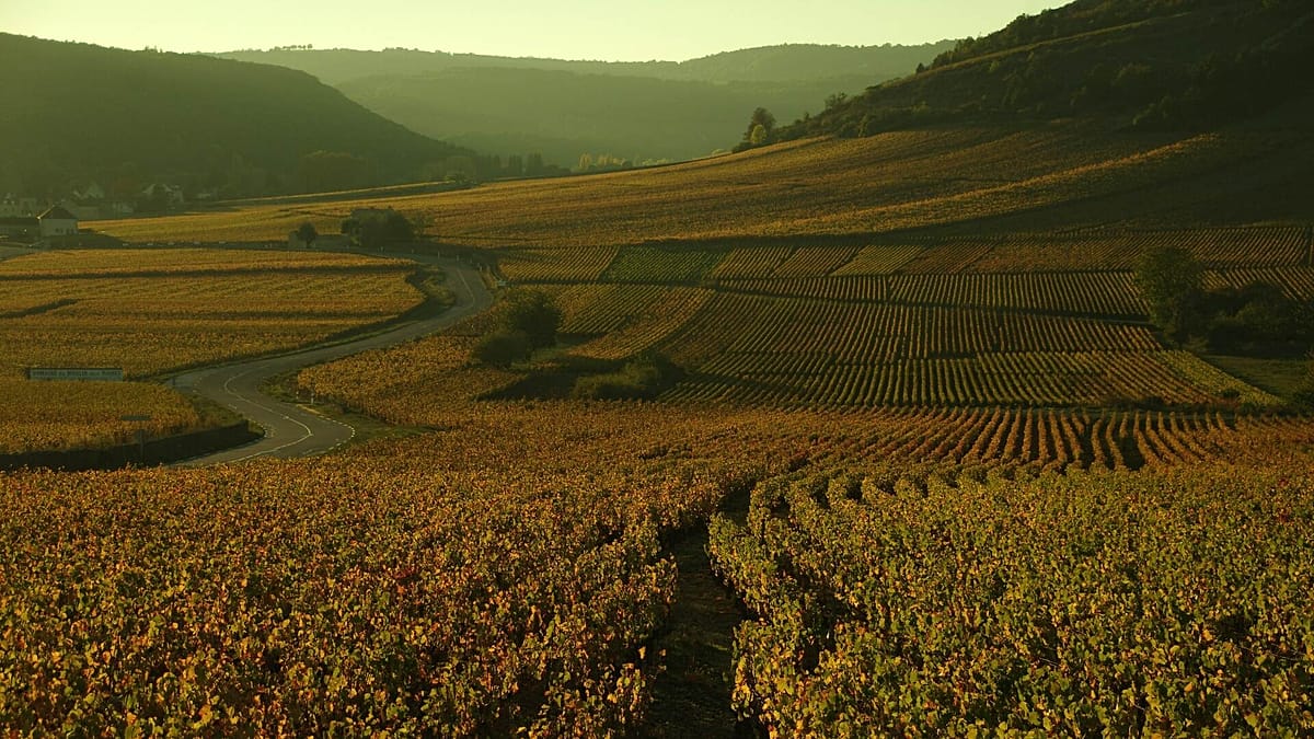 Michelin's First Winery Ratings Face Backlash After Burgundy Estate Rejects Award