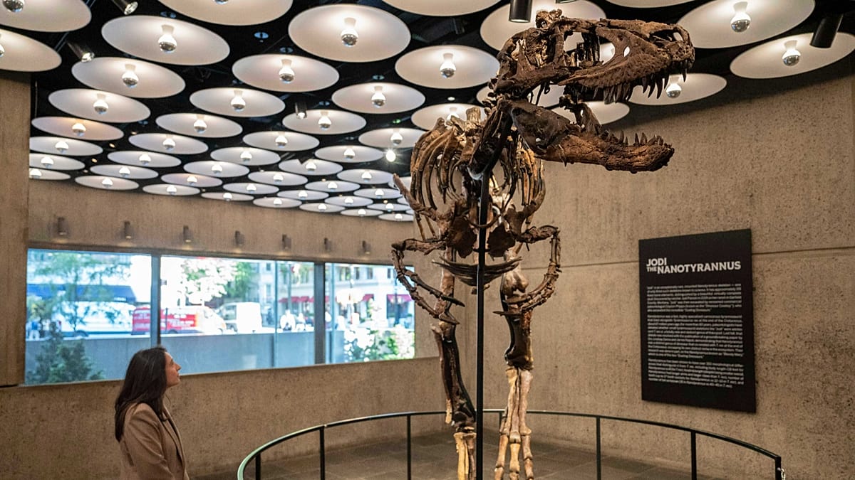 Miniature T. rex cousin 'Jodi' fetches €42.6 million at Sotheby's