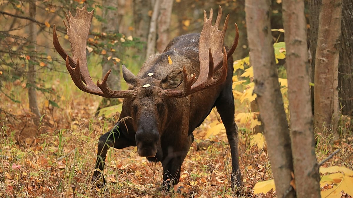 Moose Return to Germany After Centuries of Extinction, Thanks to Polish Conservation