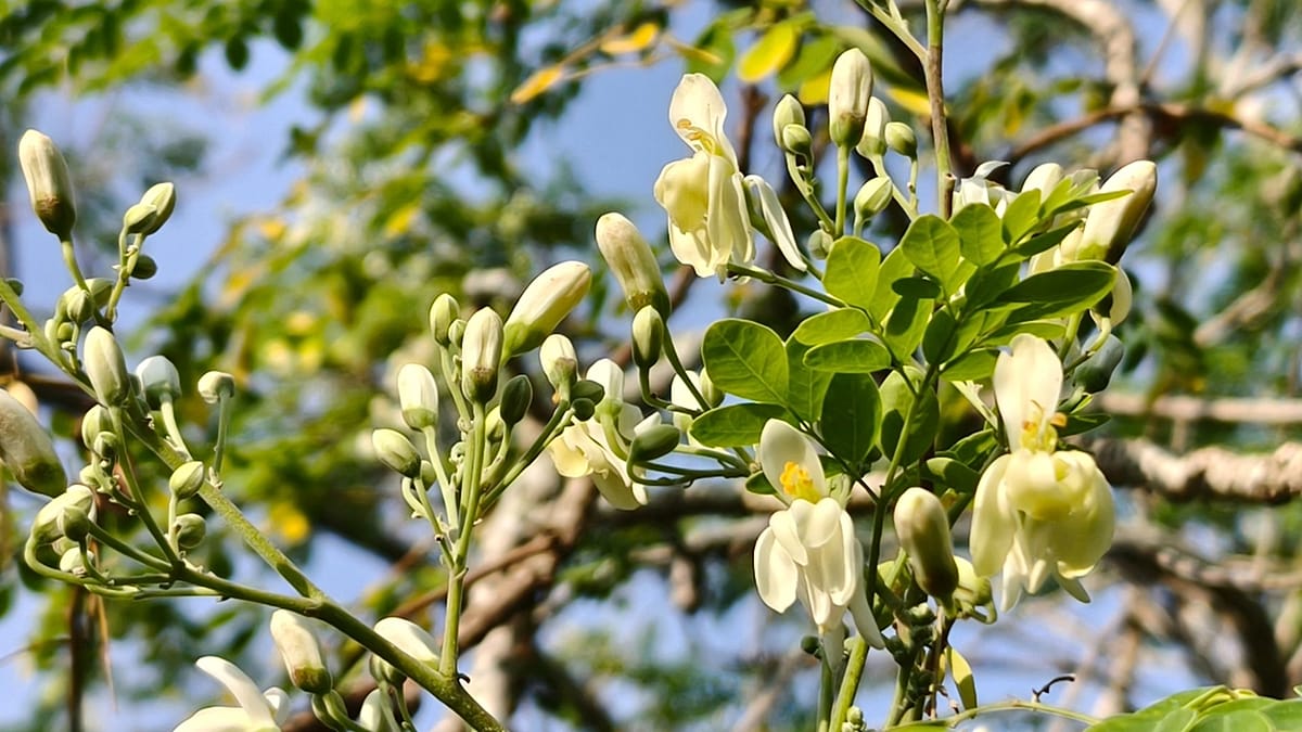 Moringa Seed Extract Removes 98% of Microplastics from Water, Study Finds