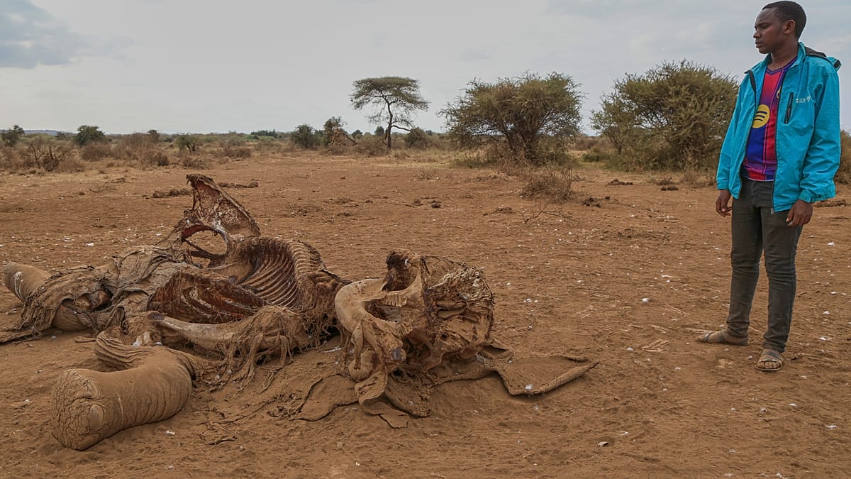 Mysterious elephant deaths in Kenya puzzle wildlife experts