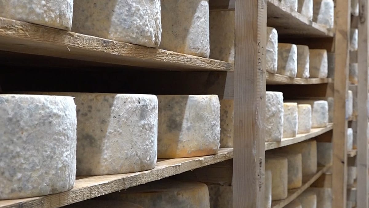 Naxos Graviera's global acclaim collides with falling milk output