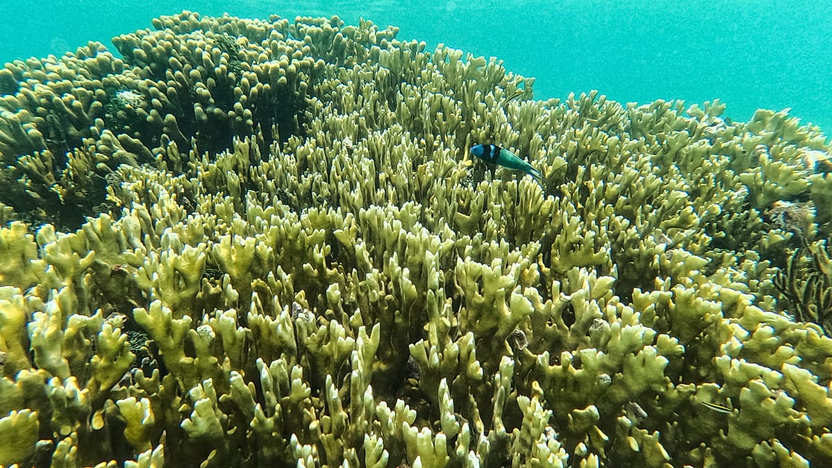 New coral study links stronger El Niños to fossil fuel emissions