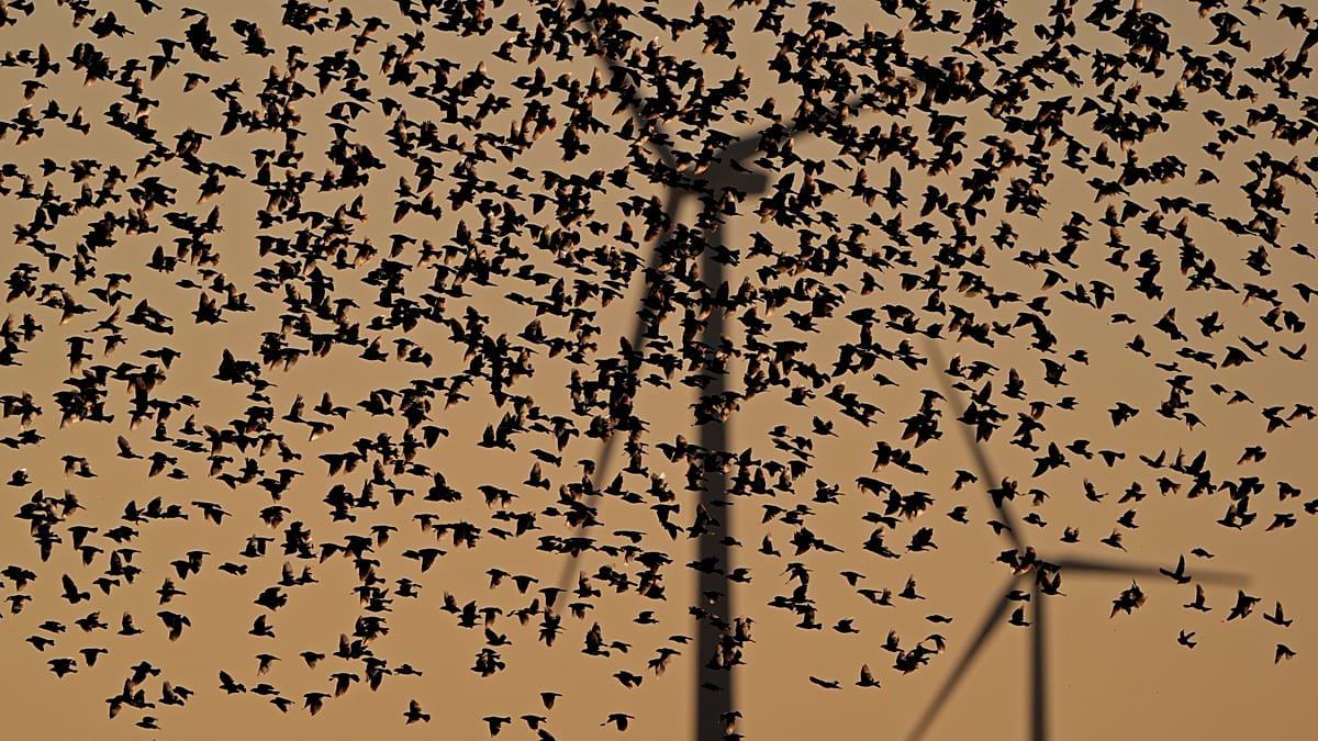 New European Studies Challenge Assumptions on Wind Turbine Bird Mortality