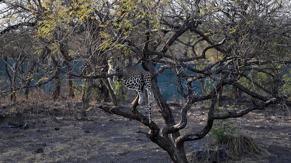 New wild cat species discovered in Bolivia after a century