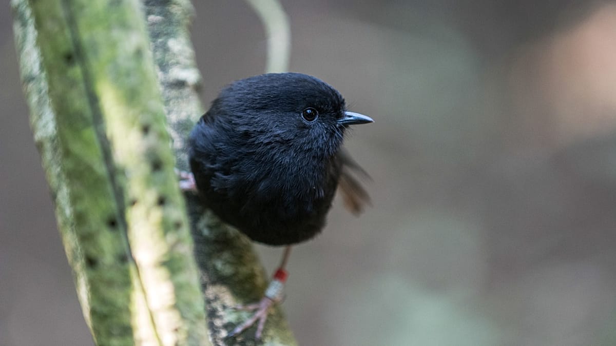 New Zealand's black robin wins Bird of the Year after brush with extinction