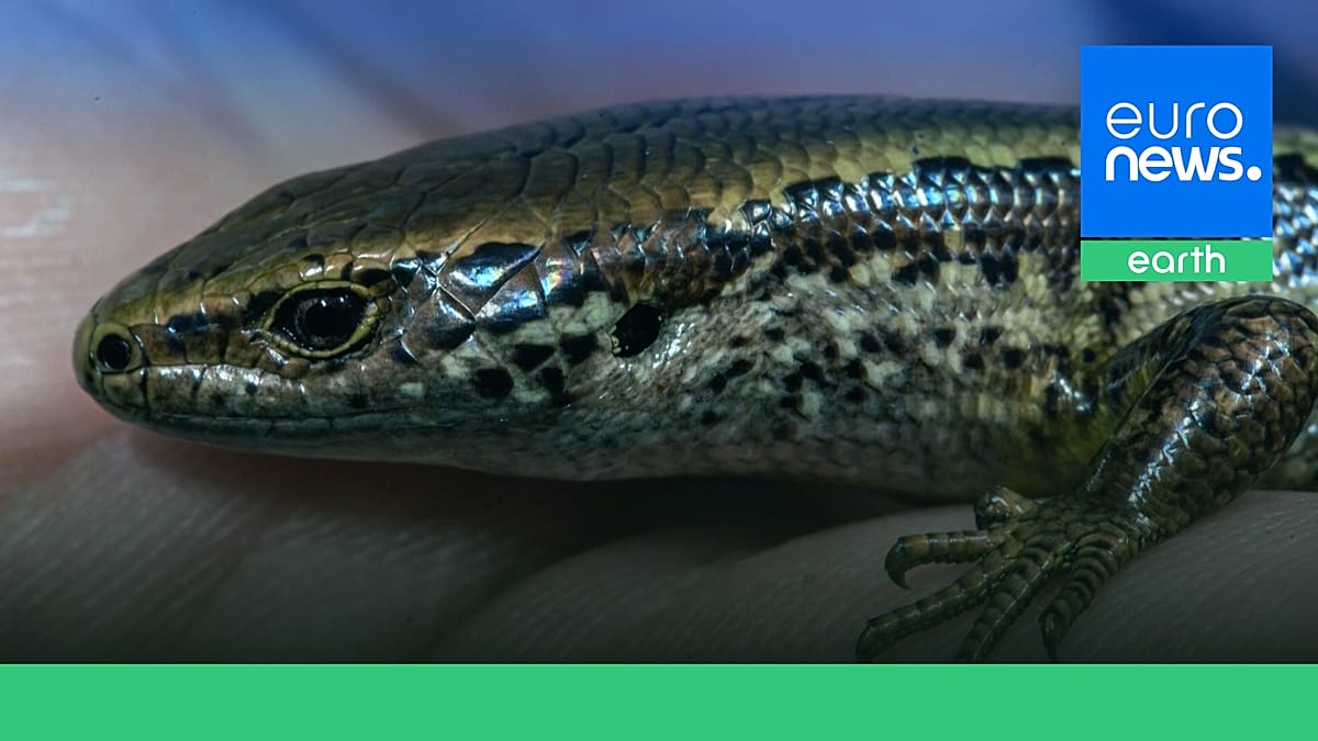 New Zealand's Conservation Effort for World's Rarest Lizard Offers Global Lessons