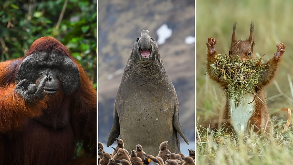 Nikon Comedy Wildlife Awards 2026: record 10,000 entries from 112 countries