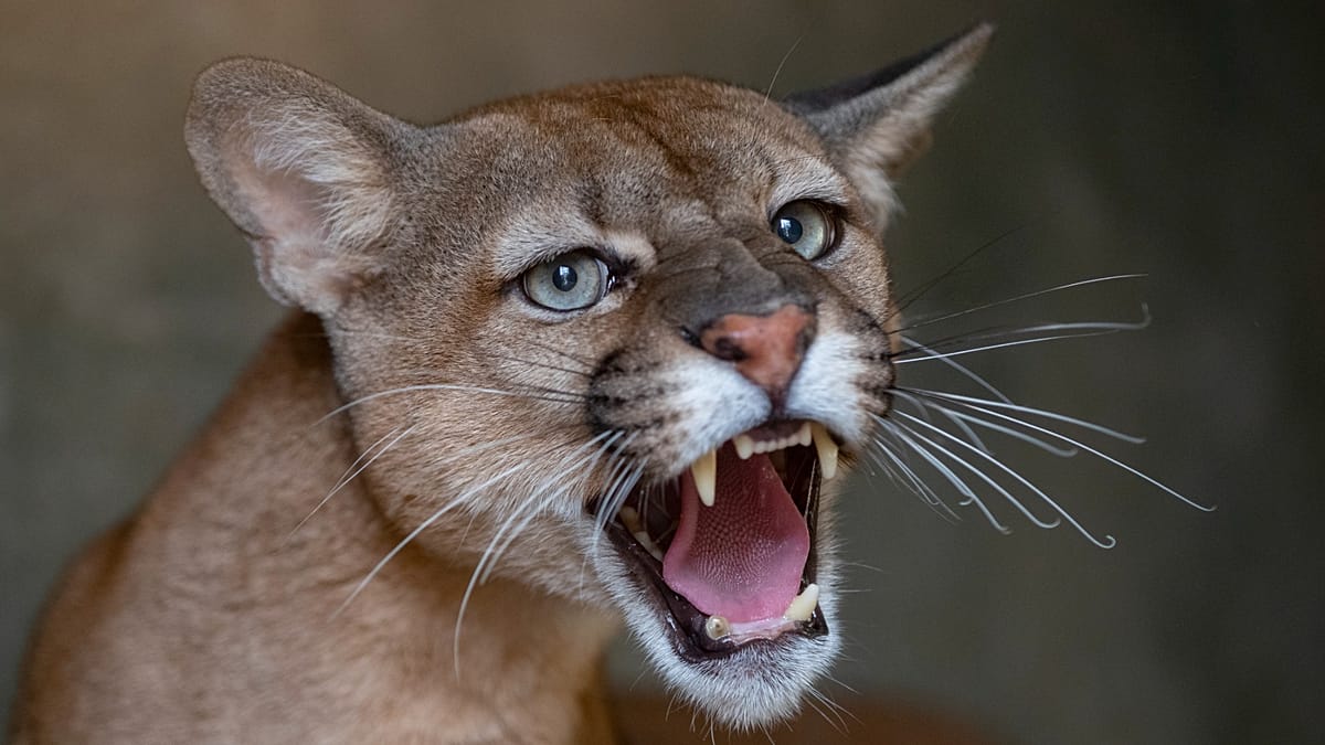 Northern Poland on alert after possible puma sighting near Ciechanów