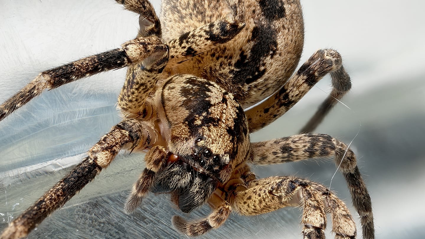 Nosferatu Spider Reaches Baltic Coast: What to Do If Bitten