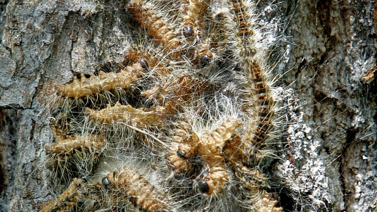Oak Processionary Caterpillars Paralyze Berlin Neighbourhoods, Elderly Trapped Indoors