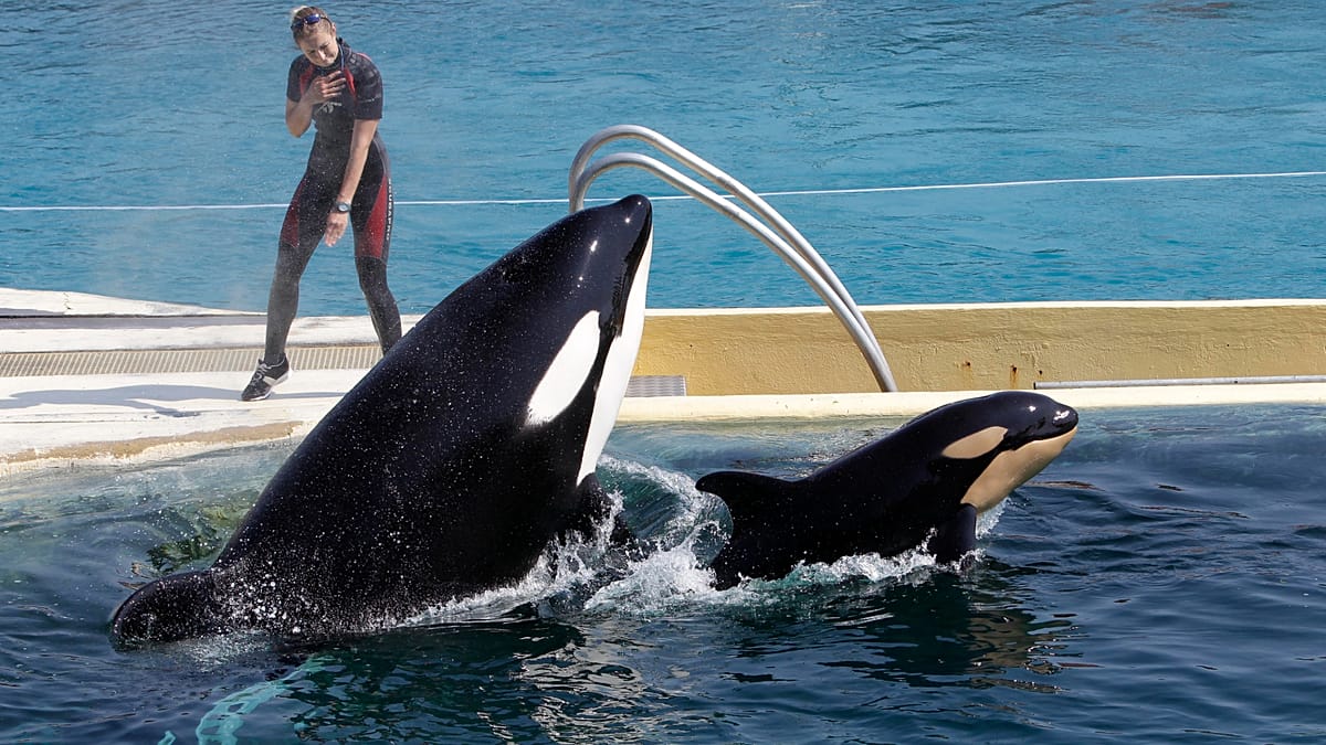 Orca Whales from Closed French Park Face Move to Spanish Zoo Despite Welfare Concerns