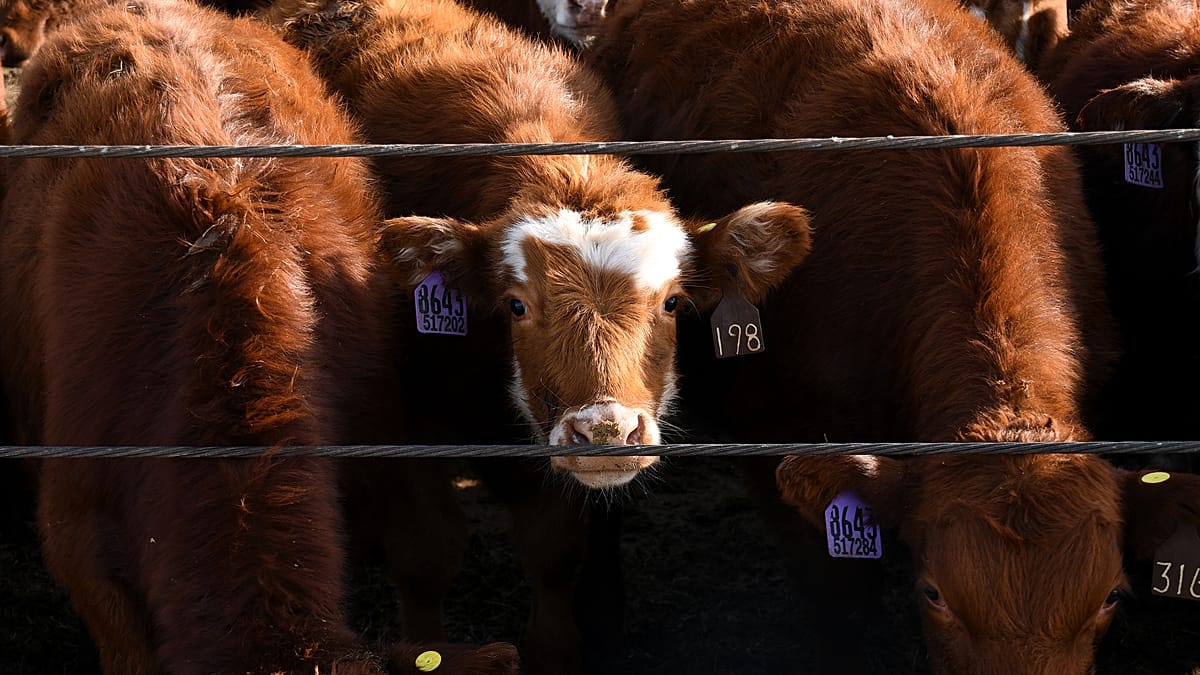 Organised Gangs Steal Entire Cattle Herds in Eastern Germany