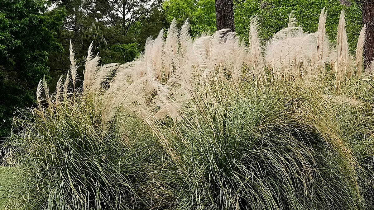 Pampas grass invasion in Portugal extends allergy season