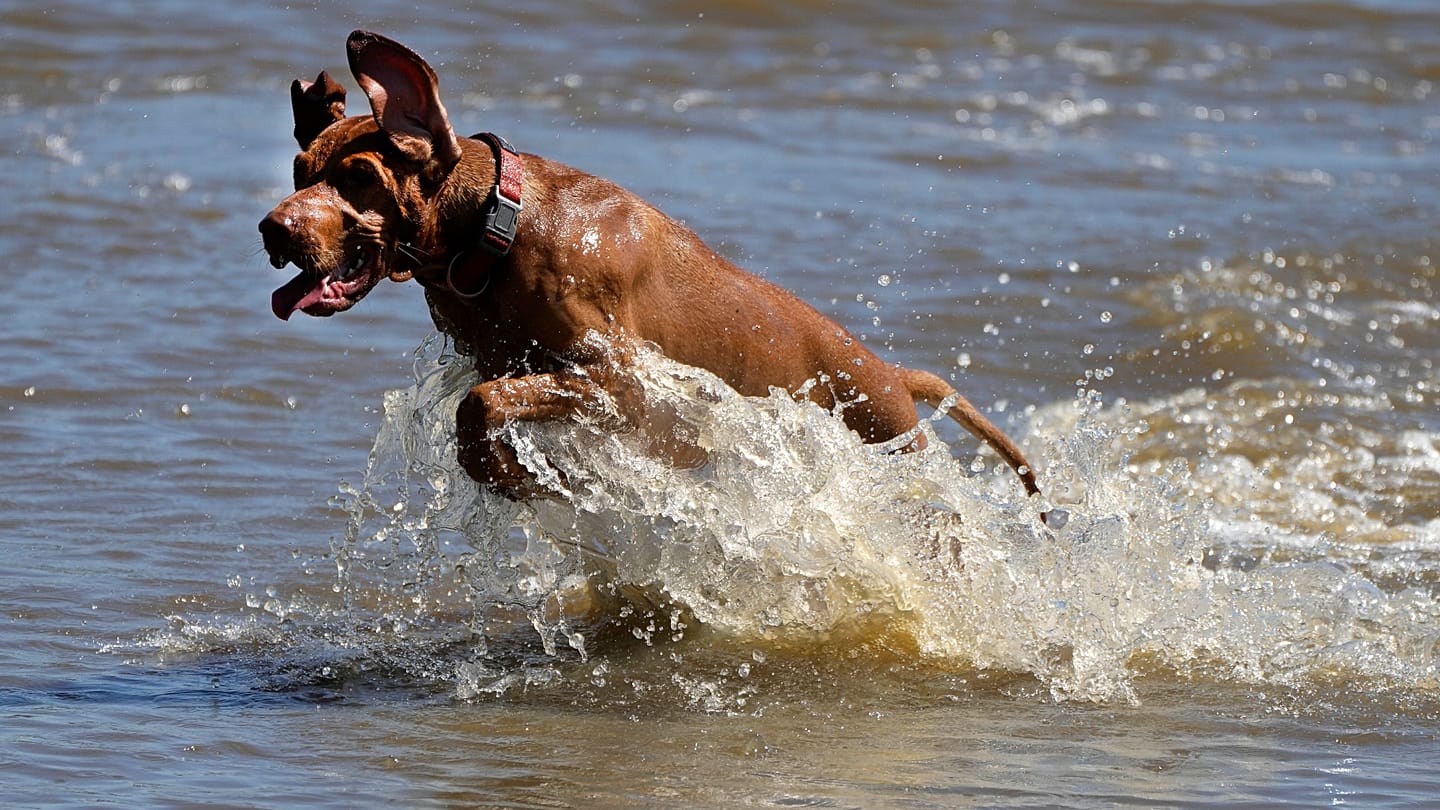 Paris Vet Sees Surge in Pet Heatstroke Cases During French Heatwave