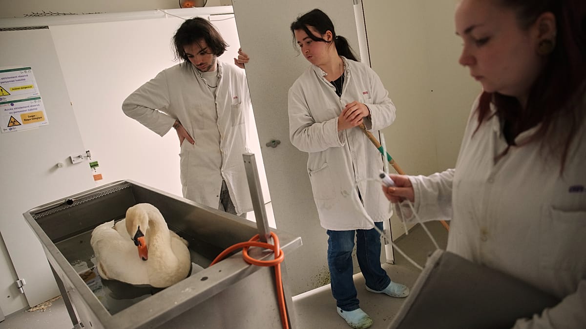 Paris Wildlife Hospital Treats Over 10,000 Animals Injured by Human Activity