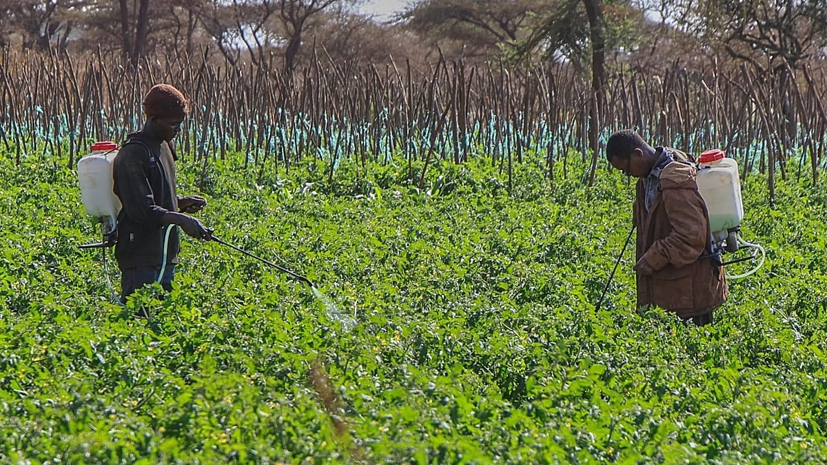Pesticide poisoning affects nearly half of global farmers annually