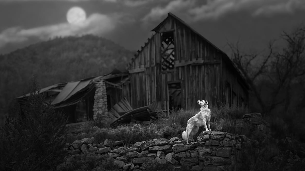 Pet Photography Awards 2026: Dogs in Flight and a Cow's Close-Up Win Top Honors
