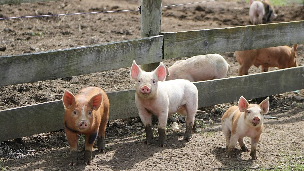 Pig kidney bridges man to human transplant in record nine-month case