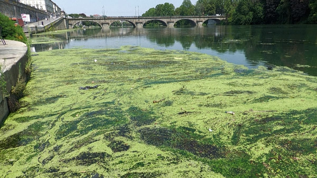 Po River Algae Bloom Worsens as Italy's Heat Wave Persists