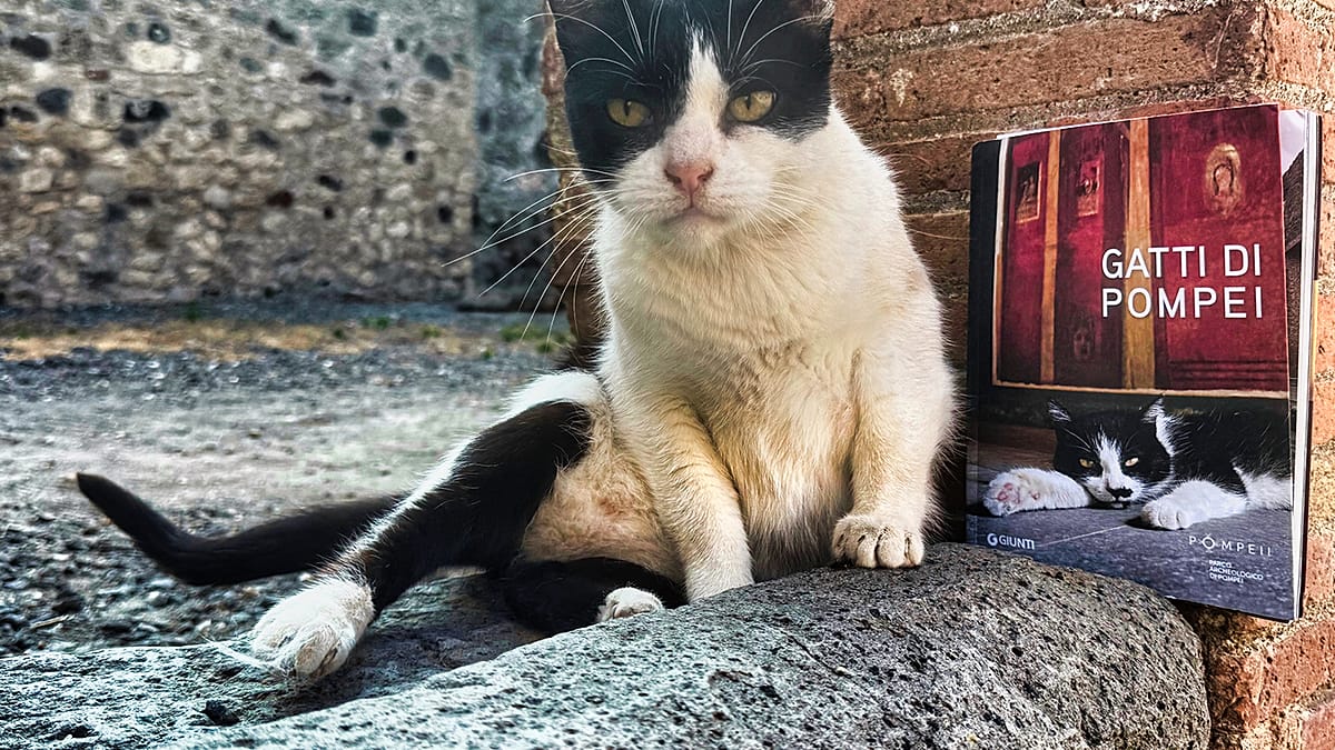 Pompeii's feline residents star in new photography book