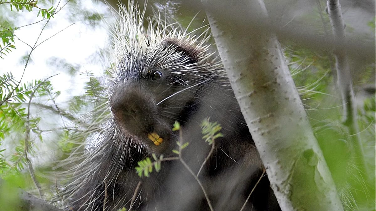 Porcupines on the loose near Warsaw prompt caution in Mazovia