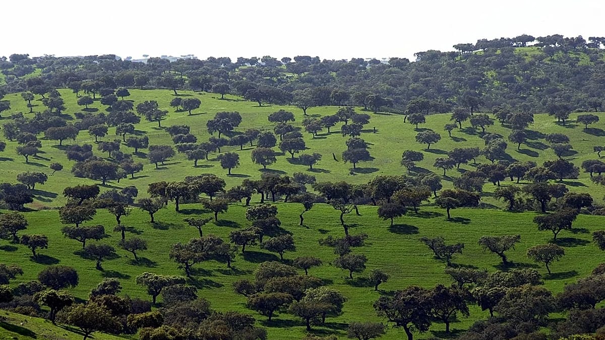 Portugal's ancient olive trees may include a 3,700-year-old survivor