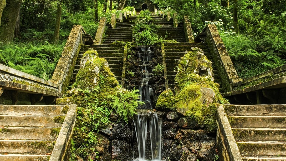 Portugal's Bussaco Forest Becomes First Certified Therapeutic Forest in Iberia