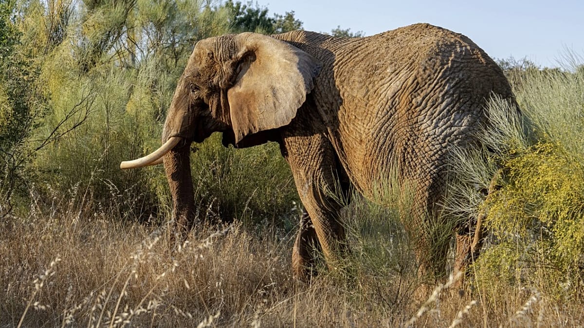 Portugal's Last Circus Elephant Finds Home at New Alentejo Sanctuary