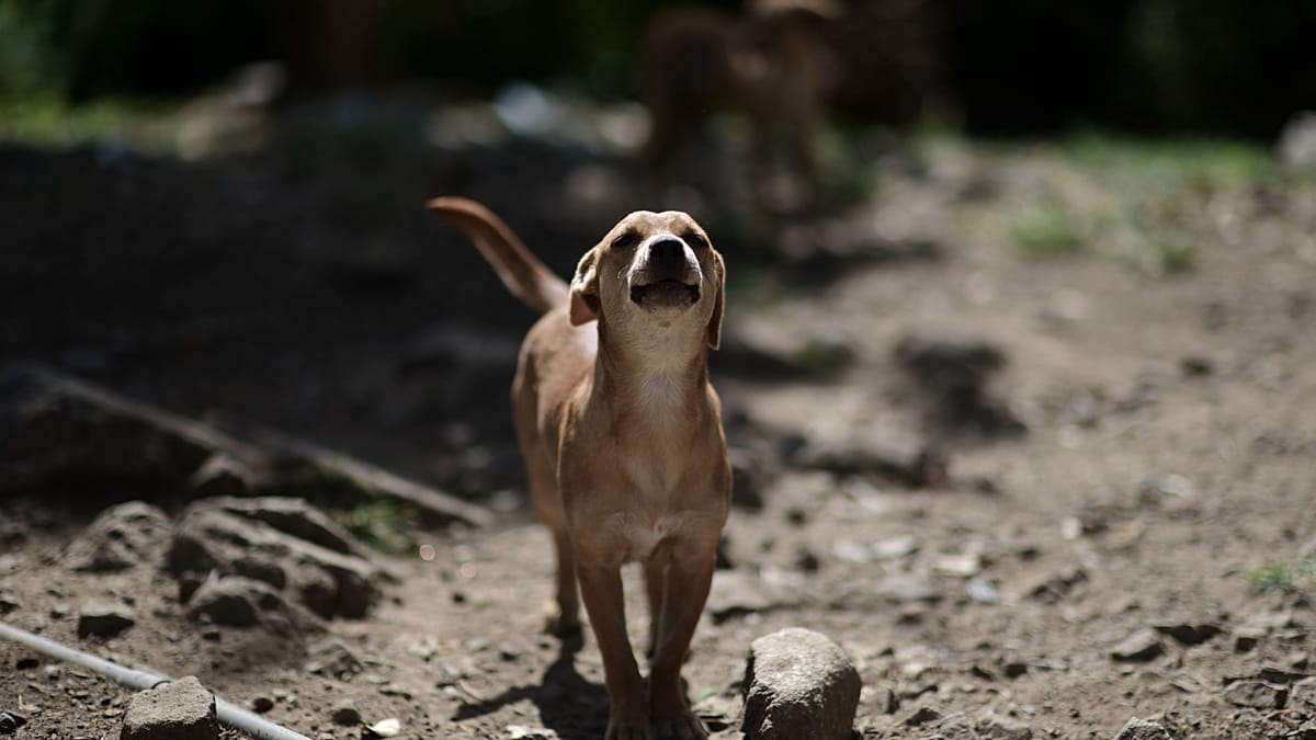 Portugal's pet abandonment crisis: a legal gap leaves animals behind