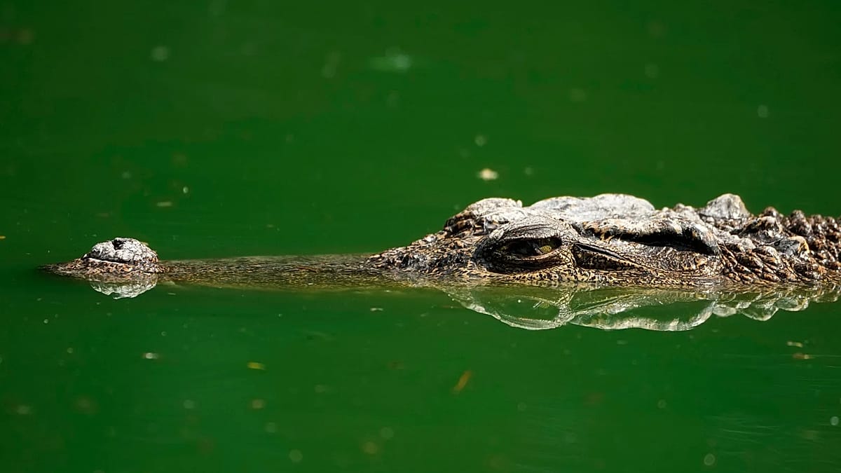 Portuguese Businessman Found Dead Inside Crocodile in South Africa