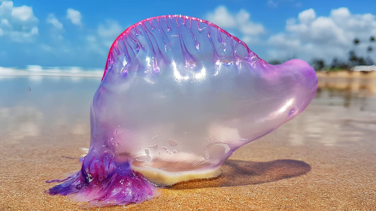Portuguese man o' war stings close Basque beaches as Spain issues guidance