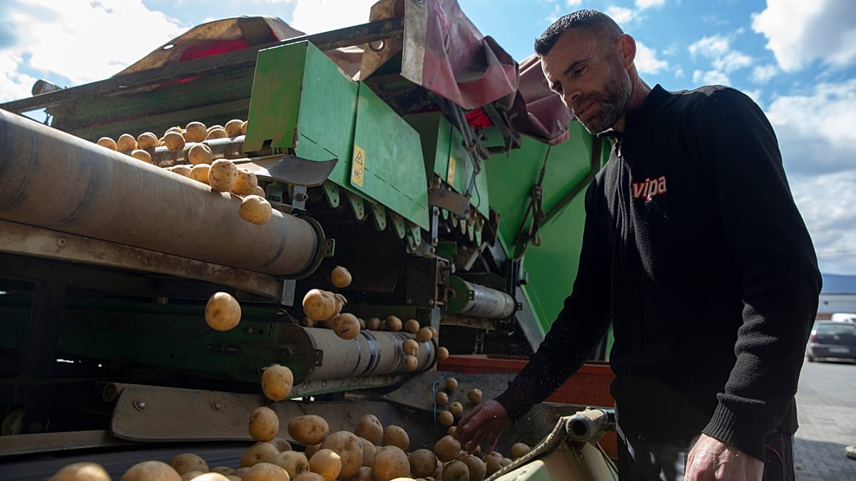 Potato Futures Surge 700% on Iran War Fears Despite European Oversupply