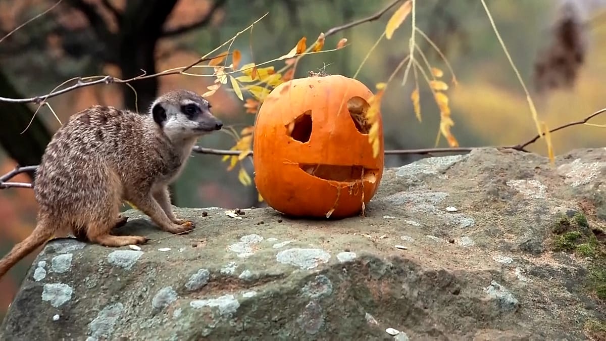 Prague Zoo's meerkats and cheetah cubs get Halloween pumpkins