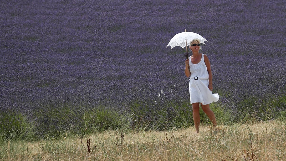 Provence Lavender Farmers Turn to Egg Production to Survive