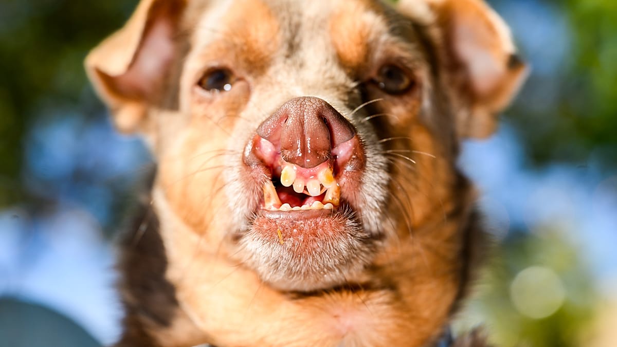 Pug from South Korea wins 50th World's Ugliest Dog Contest